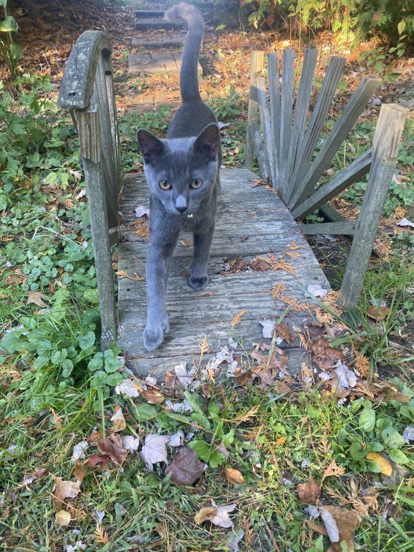 Safe Russian Blue in Suffield, CT