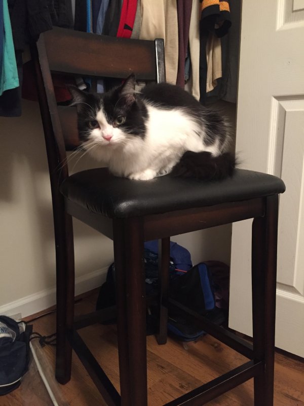 Safe Domestic Long Hair in Shippensburg, PA
