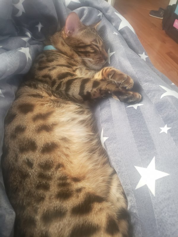 Safe Bengal cat in Ozone Park, NY