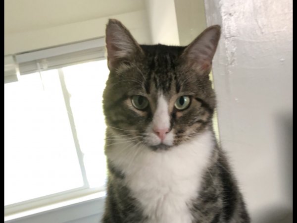 Safe American Shorthair in Lutherville Timonium, MD