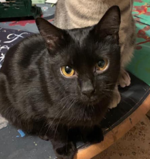 Safe Domestic Short Hair in Linthicum Heights, MD