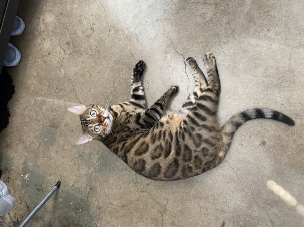 Safe Bengal cat in San Antonio, TX