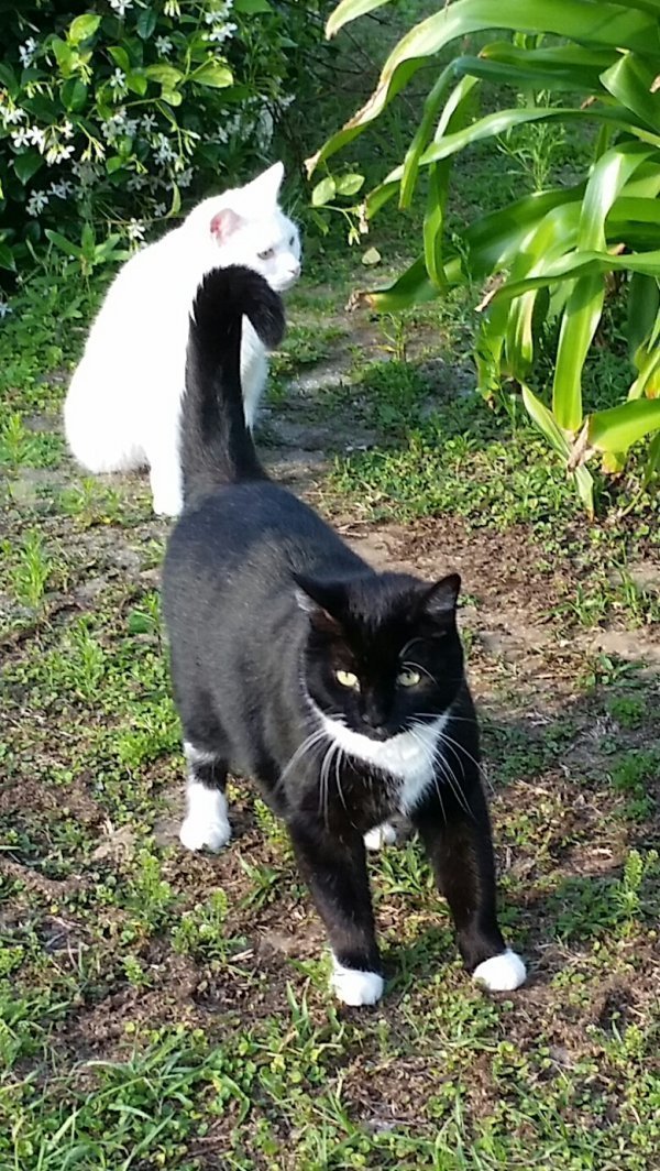 Safe Domestic Short Hair in Inverness, FL