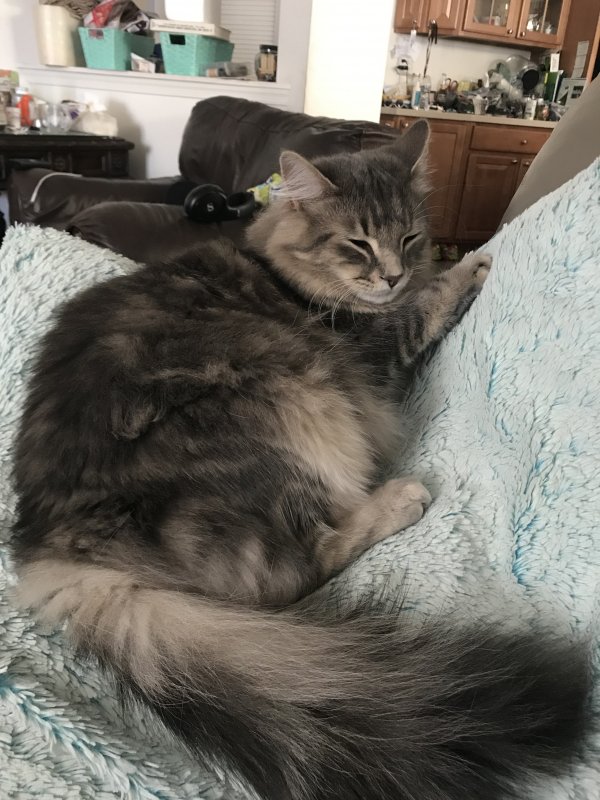 Safe Domestic Long Hair in Clearwater, FL