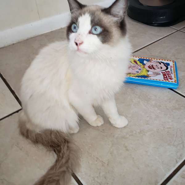 Safe Domestic Long Hair in Banning, CA