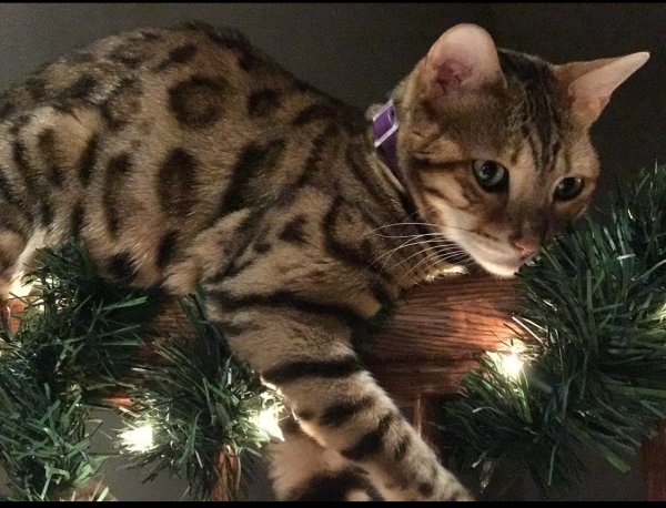 Safe Bengal cat in Beecher, IL