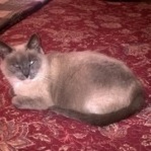 Safe Siamese in Tallahassee, FL