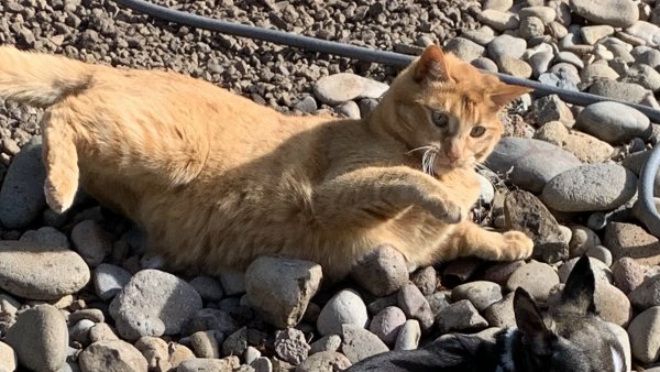 Safe Cat in Carson City, NV