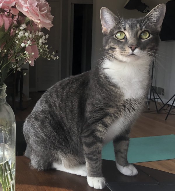 Lost Cat in Baltimore, MD US