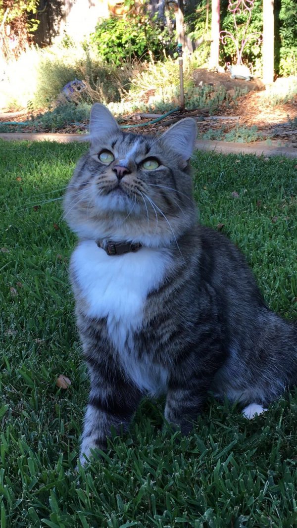 Safe Maine Coon in Shingle Springs, CA
