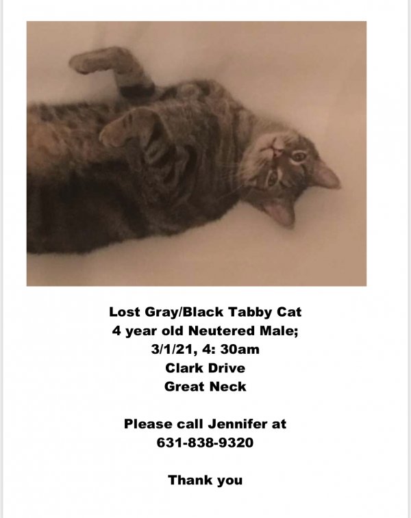 Safe American Shorthair in Great Neck, NY