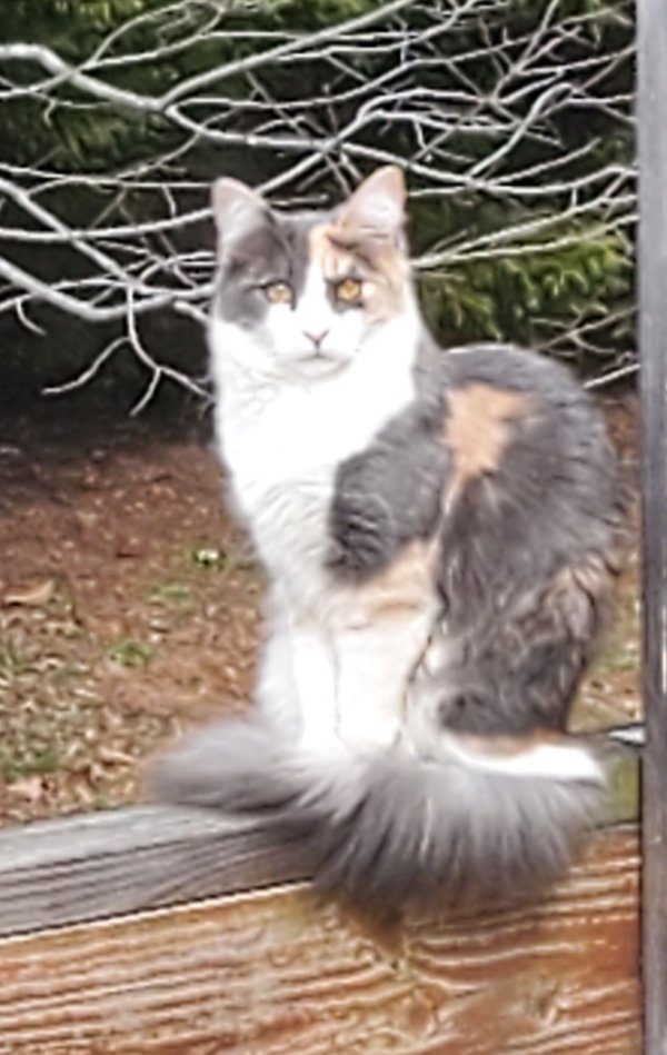 Safe Domestic Long Hair in Gainesville, GA