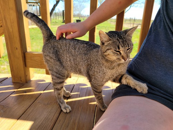 Safe American Shorthair in Floresville, TX US