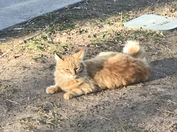 Found Cat in Salt Lake City, UT US