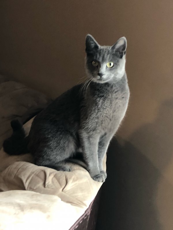 Safe Russian Blue in Syracuse, UT