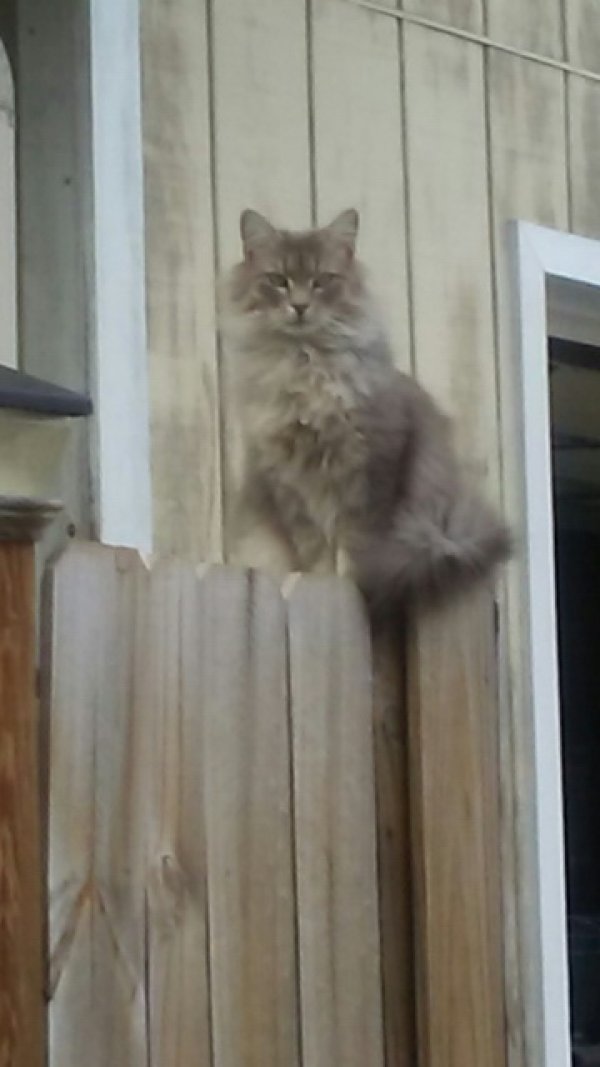 Safe Cat in Lenoir City, TN