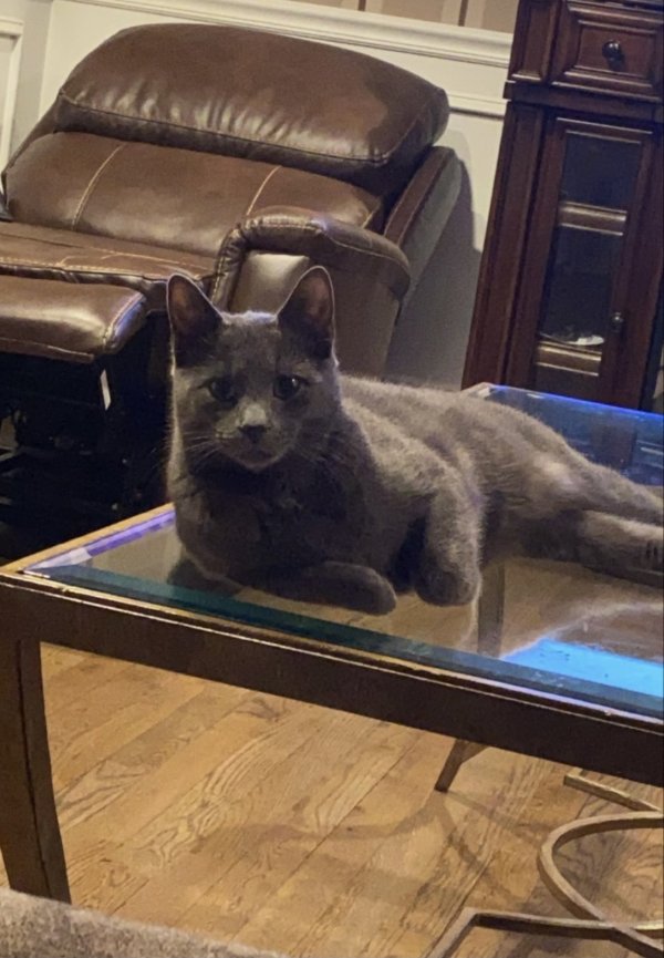 Safe Russian Blue in Oceanside, NY