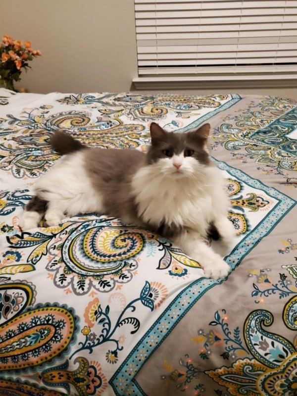Safe Maine Coon in Mansfield, TX