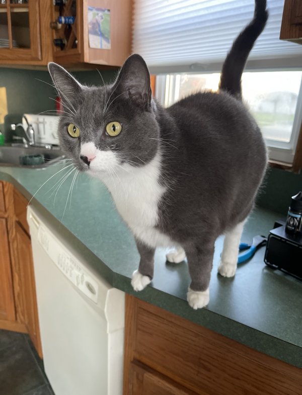 Safe Domestic Short Hair in Levittown, NY