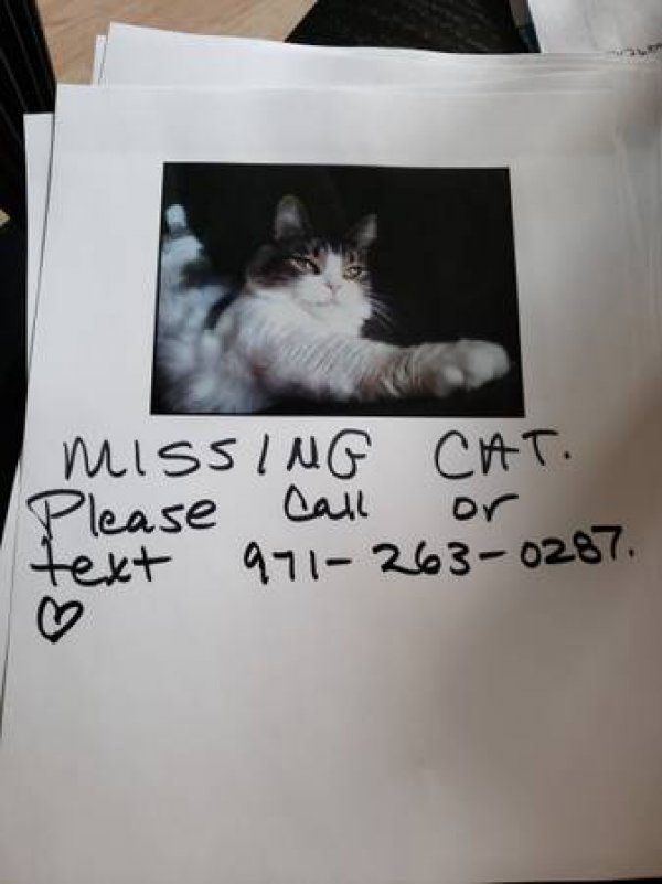 Safe Cat in Traverse City, MI