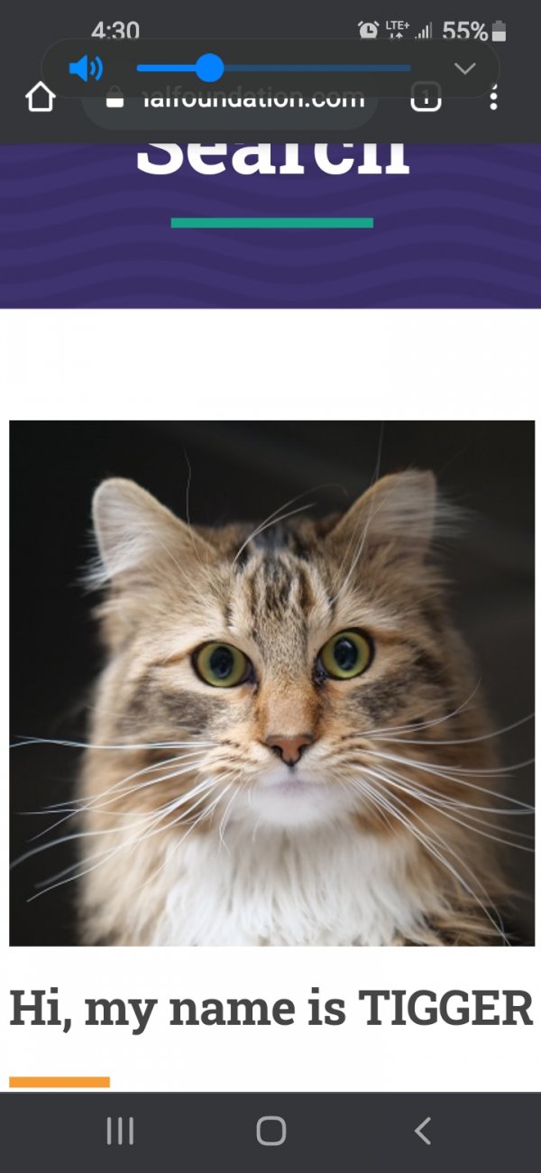 Safe Maine Coon in Las Vegas, NV