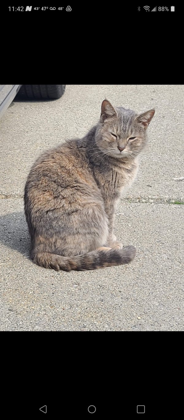 Safe Cat in Rockwood, MI