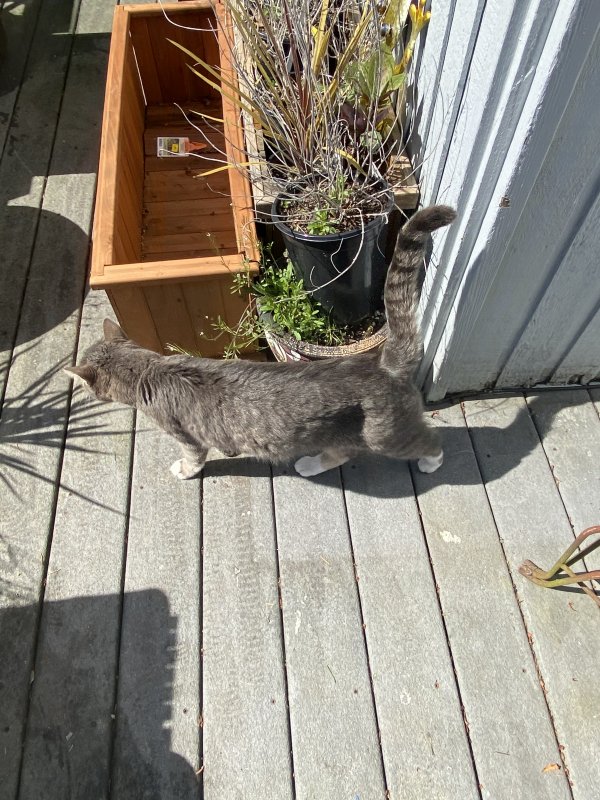 Found Cat in Fox Island, WA US