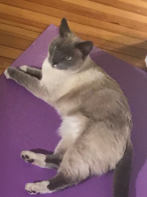 Safe Siamese in Fort Collins, CO