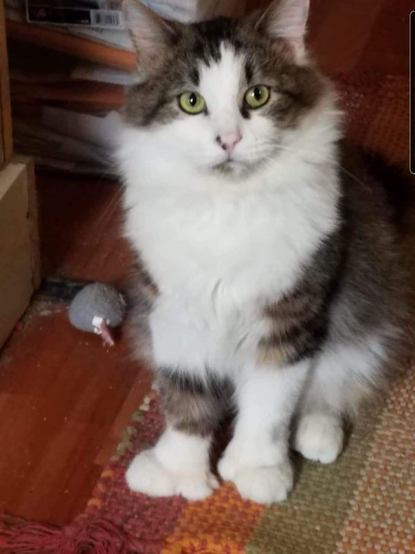 Safe Domestic Long Hair in Jamestown, NY
