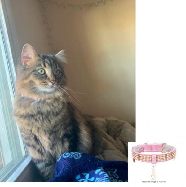 Safe Maine Coon in Columbus, OH