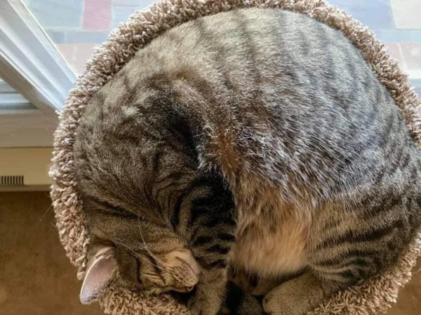 Safe American Shorthair in Clifton Park, NY