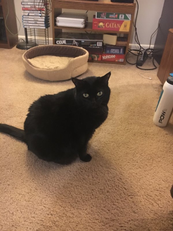 Safe Domestic Short Hair in Saint Charles, IL