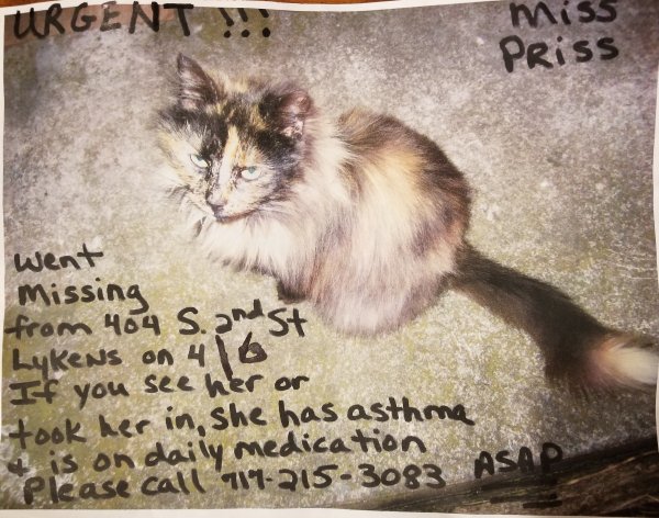 Safe Domestic Long Hair in Lykens, PA