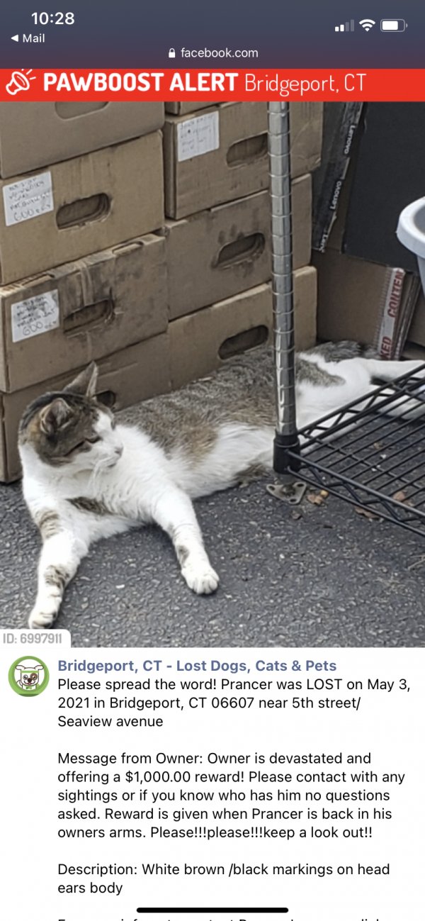 Safe Cat in Bridgeport, CT