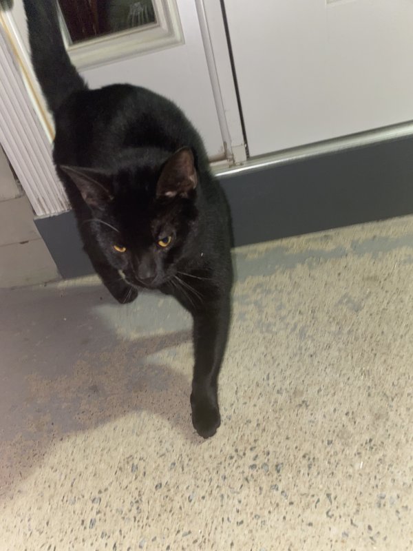 Safe Domestic Short Hair in Middletown, CT
