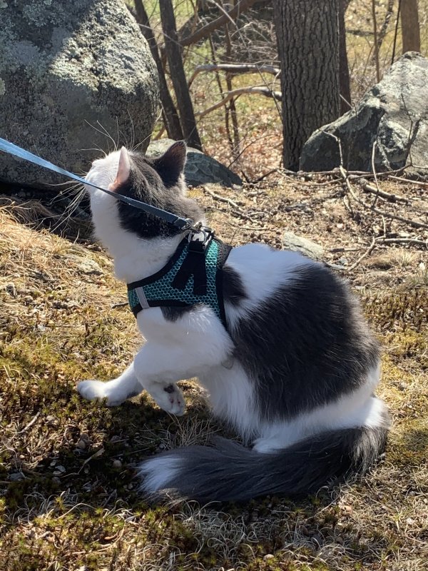 Safe Domestic Short Hair in Newmarket, NH