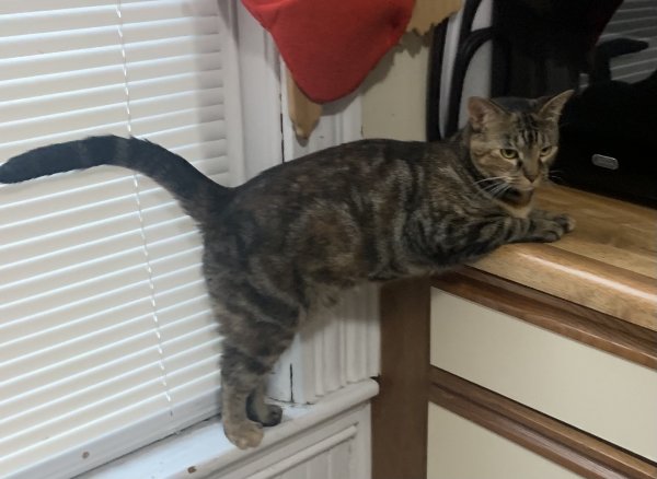 Safe Domestic Short Hair in Belmont, MA