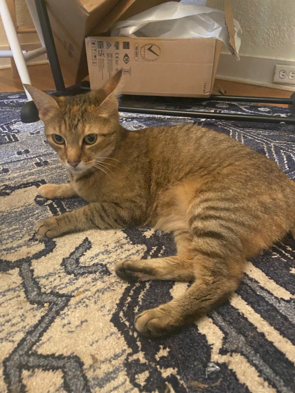 Found Cat in Charles Town, WV US