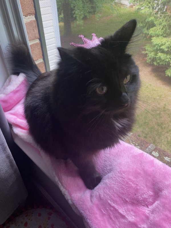 Safe Domestic Long Hair in Owings Mills, MD