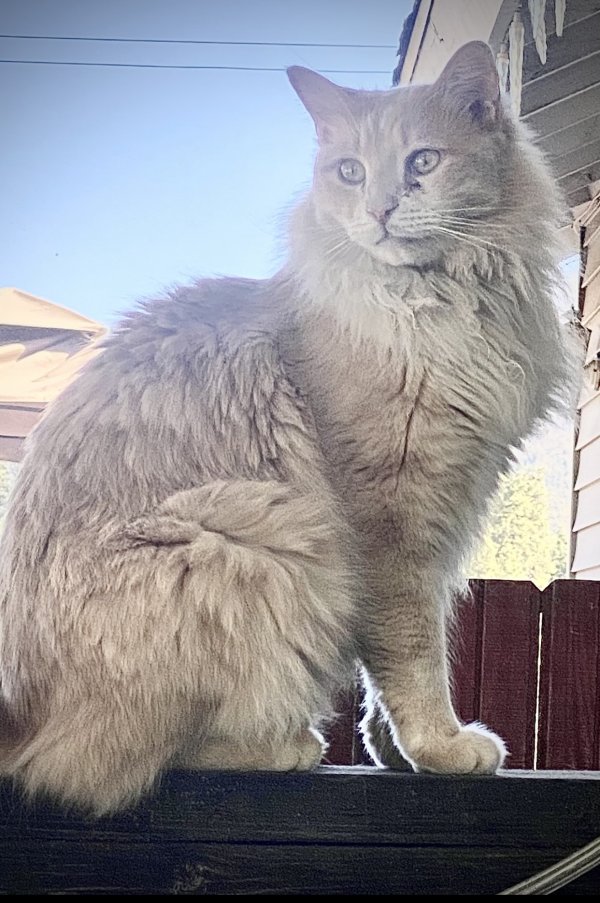 Safe Maine Coon in Big Bear Lake, CA