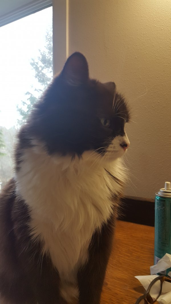 Safe Domestic Long Hair in Roy, WA