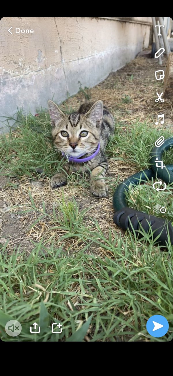 Safe Cat in Rialto, CA