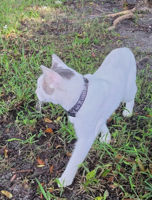 Safe Cat in Miami, FL