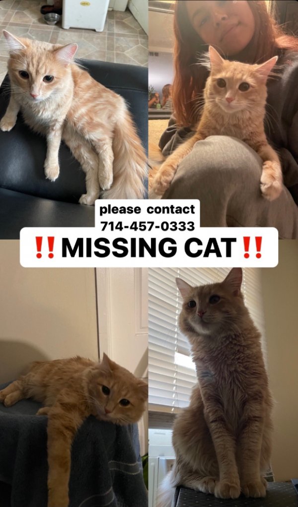Safe Domestic Long Hair in Placentia, CA