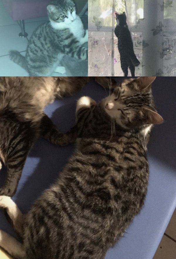 Safe Domestic Short Hair in Lost Hills, CA