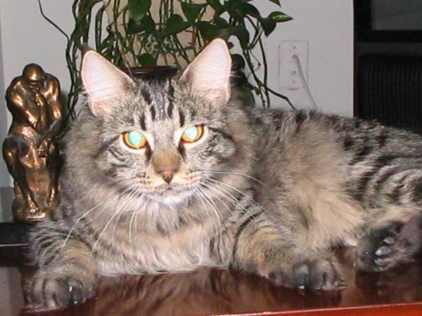 Safe Maine Coon in Portland, ME