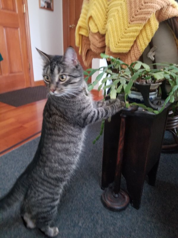 Safe American Shorthair in Pittsfield, MA