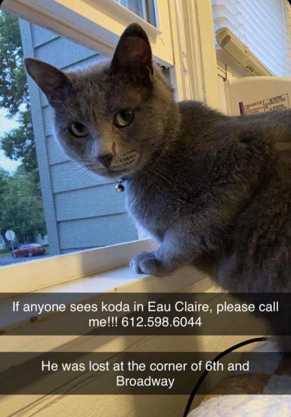 Safe Russian Blue in Eau Claire, WI