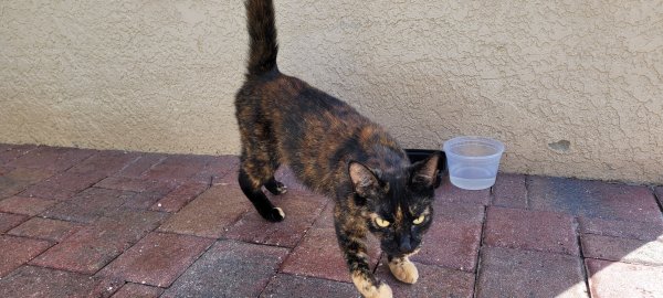 Found Cat in Odessa, FL US