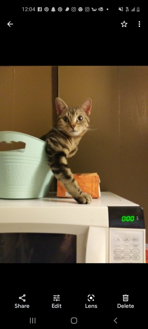 Safe Bengal cat in Des Moines, IA